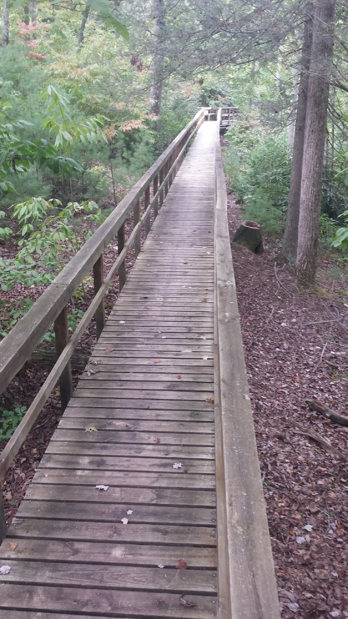 Long wood walkway with handrails built through the woods in Yorkshire